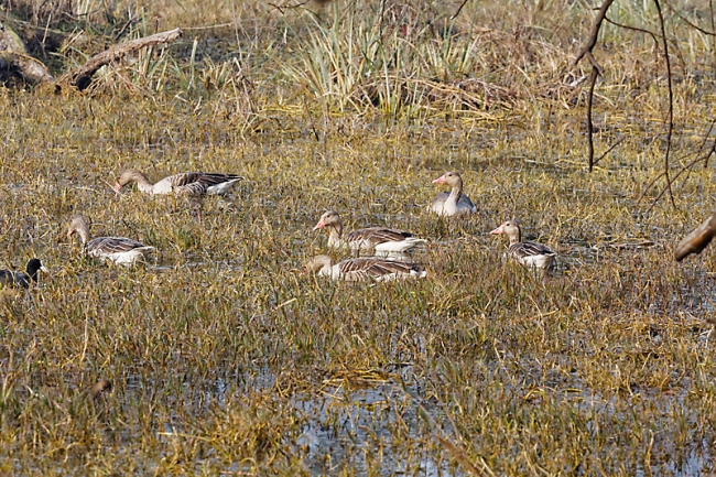 Keoladeo national park-091